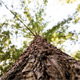 Redwood tree, looking up